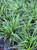 Dwarf Mondo Grass |Ophiopogon japonicus  'Dwarf Mondo'