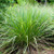 Lemon Grass | Cymbopogon citratus Lemon Grass Quart, 1, & 3 Gallon Plant | Free  Ground Shipping