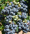 Premier Blueberry Fruit