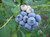 Brightwell Blueberry Fruit