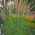 Feather Reed Grass ‘Karl Foerster’ | Calamagrostis x acutiflora ‘Karl Foerster’, Jackson Hole, WY