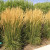 Feather Reed Grass ‘Karl Foerster’ | Calamagrostis x acutiflora ‘Karl Foerster'