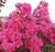 Sioux Crape Myrtle