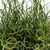 Corkscrew Rush Spiralis | Juncus effusus ‘Spiralis’ | Quart Plant | Free Ground Shipping