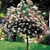 Pinky Winky ®  Hydrangea Tree