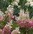 Pinky Winky ®  Hydrangea Tree