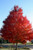 October Glory Shade Tree at maturity