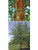 Dura Heat ® River Birch Tree Multi-Stem | Betula nigra ‘BNMTF’ | 5 Gallon Tree 4-5' Feet Tall | Free Ground Shipping