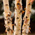 Dura Heat ® River Birch Tree Multi-Stem | Betula nigra ‘BNMTF’ | 5 Gallon Tree 4-5' Feet Tall | Free Ground Shipping