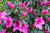 Formosa Indica Azalea -  Magenta flowers