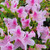 George L. Tabor Indica Azalea -  Bicolor pink with dark pink flecked flowers
