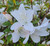 Mrs. G.G. Gerbing Indica Azalea -  White flowers