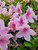 George L. Tabor Indica Azalea -  Bicolor pink with dark pink flecked flowers