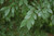 Bosque Elm® Tree | Ulmus parvifolia UOMTF'