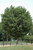 Bosque Elm® Tree | Ulmus parvifolia UOMTF'