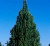 Blue Point Juniper | Juniperus chinensis 'Blue Point'