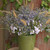 Blue Glitter Sea Holly, Flat Sea Holly, Eryngium p. 'Blue Glitter', Sea Holly Blue Glitter, False Sea Holly, Blue Glitter, Blue Eryngo 'Blue Glitter