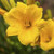 Stella de Oro Daylily, Repeat Bloomer | Hemerocallis ‘Stella de Oro’ | 1 Gallon Plant | Free ground Shipping