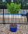Limelight Hydrangea  Tree | Hydrangea paniculata 'Limelight' | 3 Gallon Tree | Free Ground Shipping