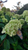 Limelight Hydrangea  Tree | Hydrangea paniculata 'Limelight' | 3 Gallon Tree | Free Ground Shipping