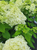 ✨ Plant of the Month: Limelight Hydrangea  Tree | Hydrangea paniculata 'Limelight' | 3 Gallon Tree | Free Ground Shipping