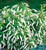 Little Henry® Sweetspire | Little Henry® Itea virginica 'Sprich' USPP 10,988 | 1 Gallon Plant | Free Ground Shipping