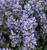 Chocolate Chip Ajuga | Ajuga reptans ‘Chocolate Chip’ ground cover