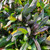 Chocolate Chip Ajuga | Ajuga reptans ‘Chocolate Chip’ ground cover