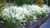 White Cloud Muhly Grass | Mulenbergia capillaris ‘White Cloud’
