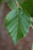 Heritage River Birch | Betula nigra 'Cully' | 5 Gallon Plant | Free Ground Shipping
