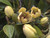 Banana Shrub, Michelia figo,  All Spice tree