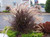 Purple Fountain Grass | Pennisetum 'Rubrum' | Quart Plant | Free Ground Shipping