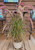 Purple Fountain Grass | Pennisetum 'Rubrum' | Quart Plant | Free Ground Shipping