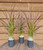 Purple Fountain Grass | Pennisetum 'Rubrum'