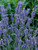 Grosso English Lavender | Lavandula x intermedia 'Grosso' | Quart Plant  | Free Ground Shipping