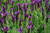 Primavera Lavender | Spanish Lavender | Lavandula stoechas 'Anouk Deluxe 1225' | Quart Plant | Free Ground Shipping