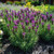 Primavera Lavender | Spanish Lavender | Lavandula stoechas 'Anouk Deluxe 1225' | Quart Plant | Free Ground Shipping