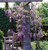 Blue Chinese Wisteria Vine | Wisteria sinensis | Custom Grown Vine | Quart, 1 & 3 Gallon Plant | Free Ground Shipping