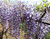 Blue Chinese Wisteria Vine | Wisteria sinensis | Custom Grown Vine | Quart, 1 & 3 Gallon Plant | Free Ground Shipping