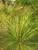 Loblolly Pine Trees | Pinus taeda ‘Loblolly’ | 3 Gallon Plant | Free Ground Shipping