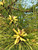 Loblolly Pine Trees | Pinus taeda ‘Loblolly’ | 3 Gallon Plant | Free Ground Shipping