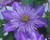 Crystal Fountain Clematis| Clematis 'Evipo 038' | Quart Plant | Free Ground Shipping
