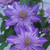 Crystal Fountain Clematis| Clematis 'Evipo 038' | Quart Plant | Free Ground Shipping