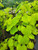 Gilded Heart's Cercis | Cercis canadensis var. texensis 'NC2014-10' PPAF