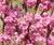 Pink Pom Poms Eastern Redbud Tree | Cercis candadensis 'Pink Pom Poms' | 5 Gallon Plant | Free Ground Shipping