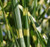 Porcupine Grass |Miscanthus sinensis Strictus' | Quart Plant | Free Ground Shipping