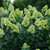 Limelight Prime® Hydrangea paniculata 'SMNHPPH' USPP 32,511, Can PBRAF