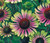 Green Twister Coneflower | Green Twister Coneflower