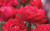 Double Red Knock Out Rose | Rosa x 'Radrazz'  PP #16,202 The Double Knock Out' ™ | Quart Plant | Free Ground Shipping