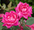 QT 'Pink Double Knockout' Rosa Radtkopink PPAF